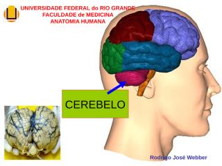 Anatomia_014 - Cerebelo - 25.06.09.ppt