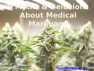 5 Myths and Delutions about Medical Marijuana.pptx