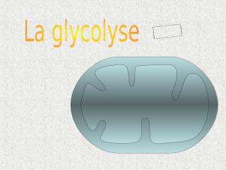 glycolyse.ppt